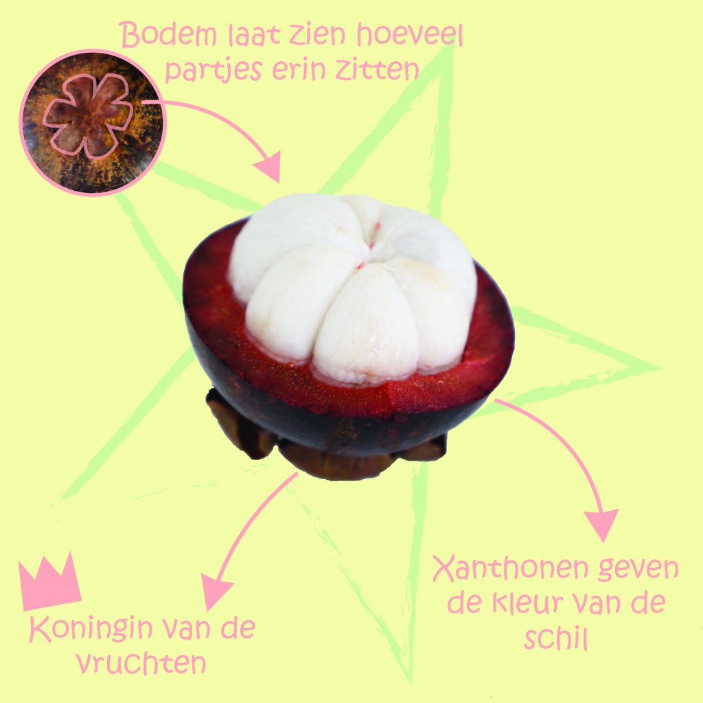 mangosteen slide 3, weetjes